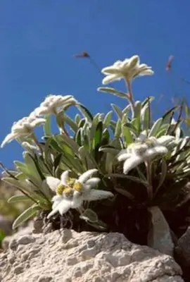 a group of white flowers on a rock at Chalet-Tabià al Sol montagna Dolomiti Pecol in San Tomaso