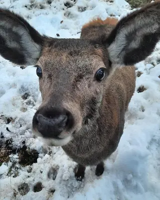 a brown deer is standing in the snow at Chalet-Tabià al Sol montagna Dolomiti Pecol in San Tomaso
