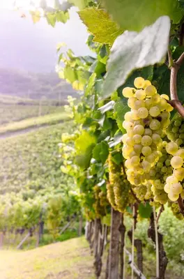 a house in the middle of a vineyard at Spiegelhof in Appiano sulla Strada del Vino
