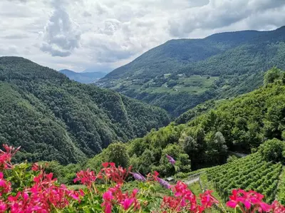 a view of a valley with pink flowers at Verde di Valda in Valda