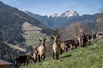 a herd of goats walking up a hill at Hinterscholerhof in Lazfons