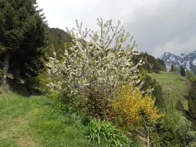 a flowering tree with white flowers on a hill at Pixnerhof Urlaub auf dem Bauernhof in Schenna