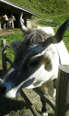 a giraffe standing next to a wooden fence at Pixnerhof Urlaub auf dem Bauernhof in Schenna