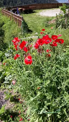a group of red flowers in a garden at Pixnerhof Urlaub auf dem Bauernhof in Schenna