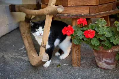 a black and white cat standing under a wooden mirror at Pfitscherhof in Campo di Trens